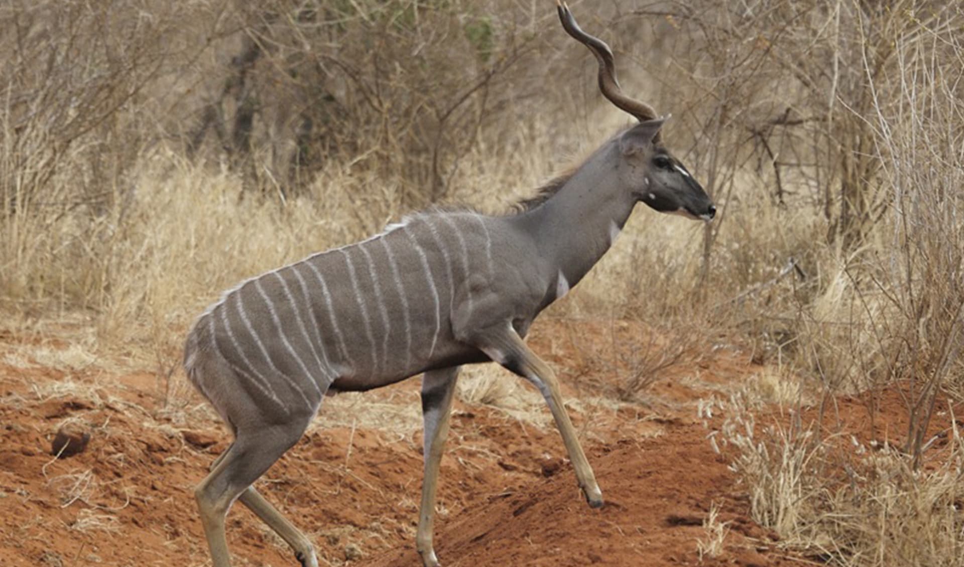 Lesser kudu facts, distribution & population BioDB